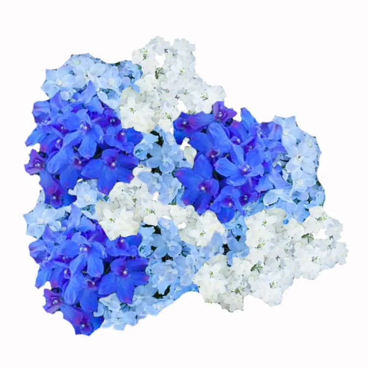 niebieska ostróżka nasiona