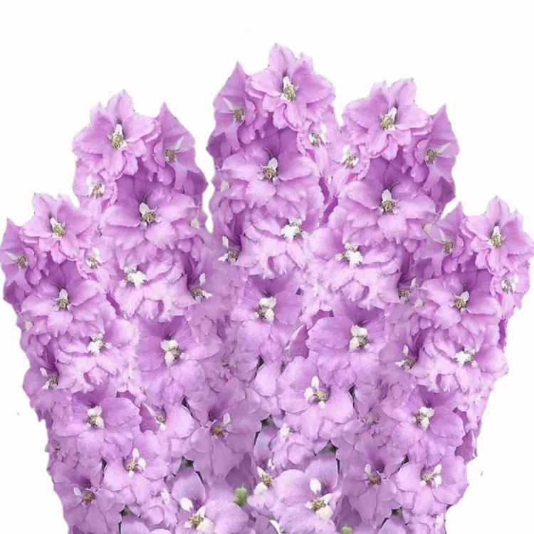 Ostróżka lawendowa