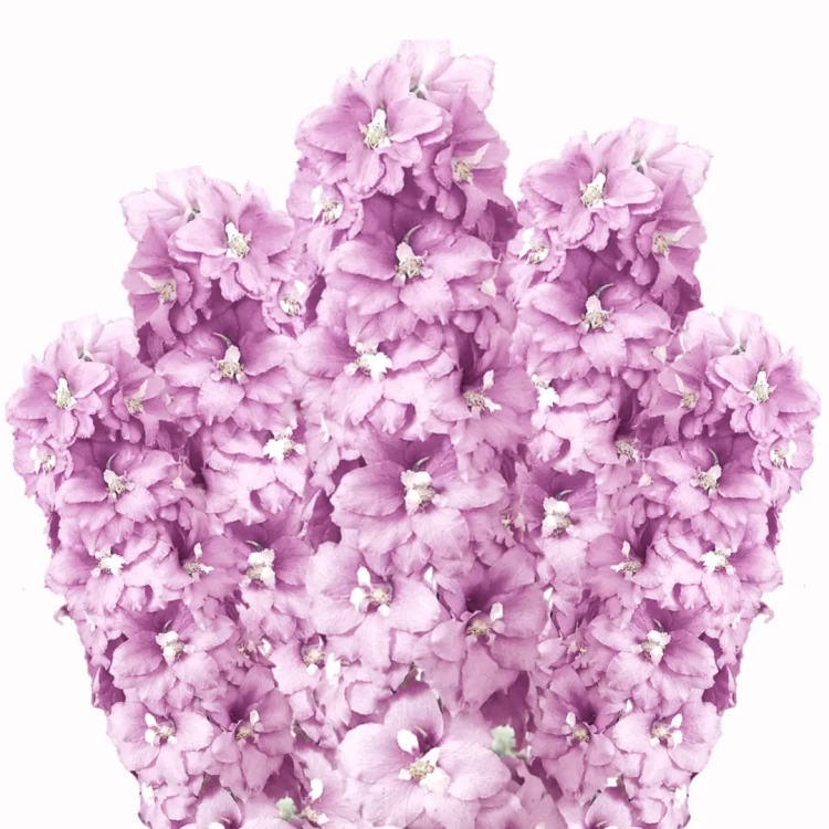 Ostróżka - cherry blossom