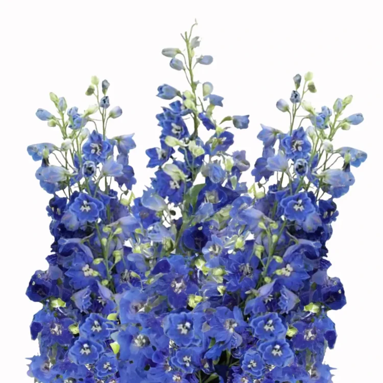 Delphinium elatum