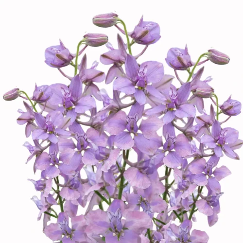 Ostróżeczka polna - Misty Lavender