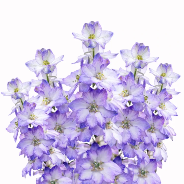 Ostróżeczka fioletowa na bukiety