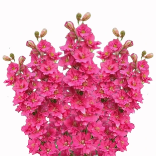 lewkonia kwiat idealny na bukiety