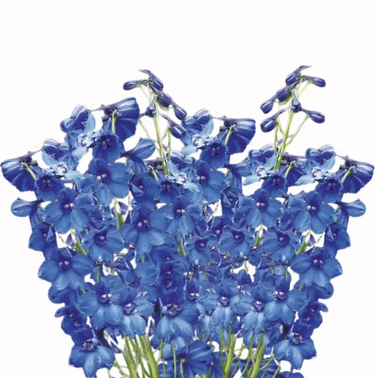 Ostróżka nasiona, niebieskie kwiaty