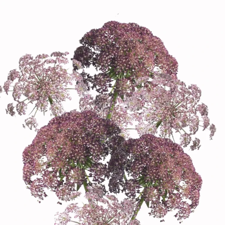 marchew ozdobna odporna na mrozy