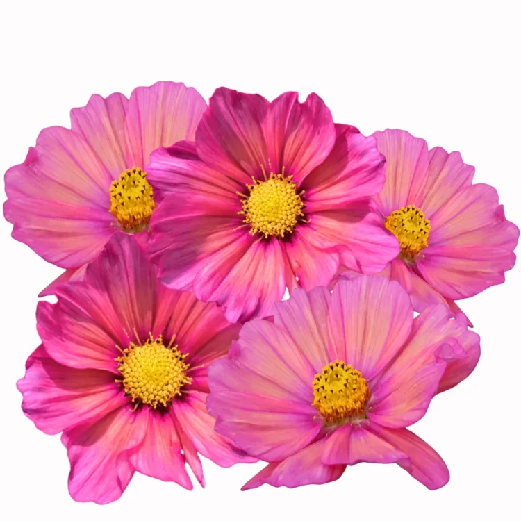 Kosmos pierzasty - Xsenia