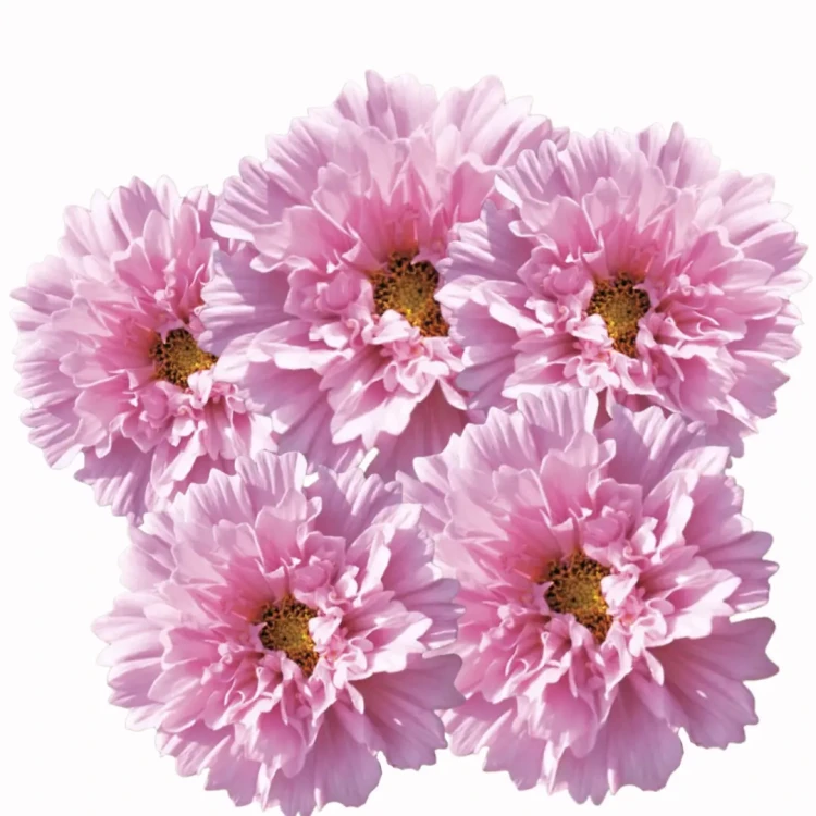 kosmos o pięknych różowych odcieniach