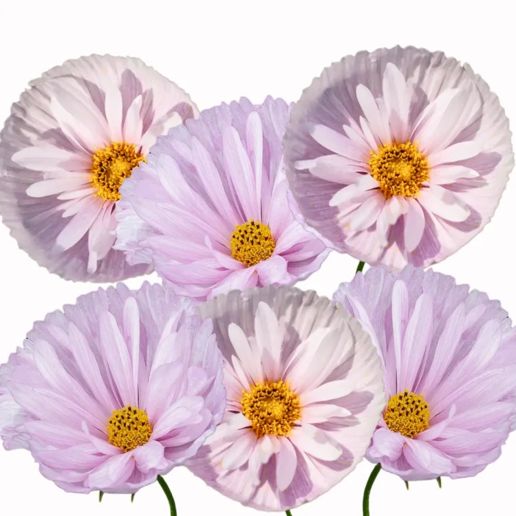 Kosmos pierzasty - Cupcakes Blush