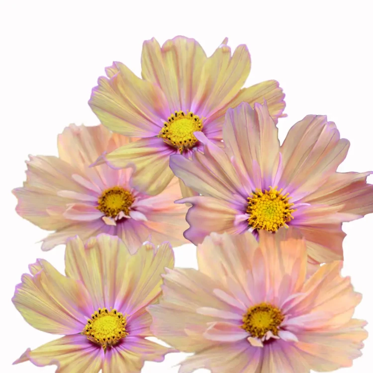 Kosmos apricota nasiona, jednoroczna roślina