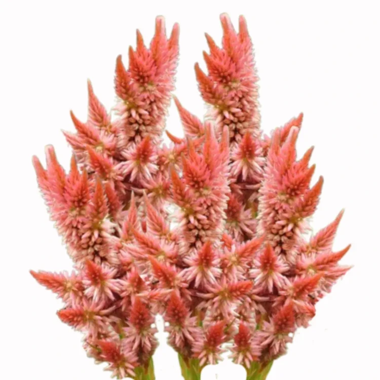 celozja nasiona, kolor brzoskwiniowy