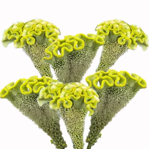 Celozje są odporne na wysokie temperatury