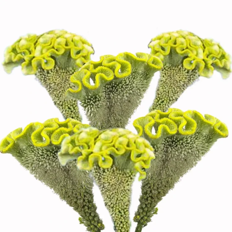 Celozje są odporne na wysokie temperatury