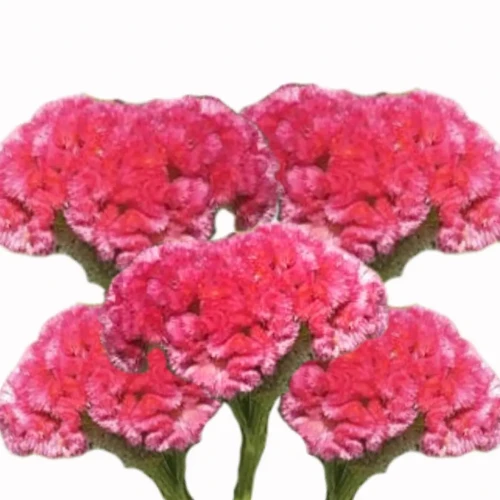 celozja różowa nasiona kwiat