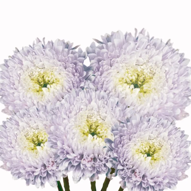 Aster king matador jasnofioletowy wysiew