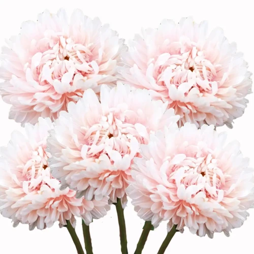 Aster chiński apricot