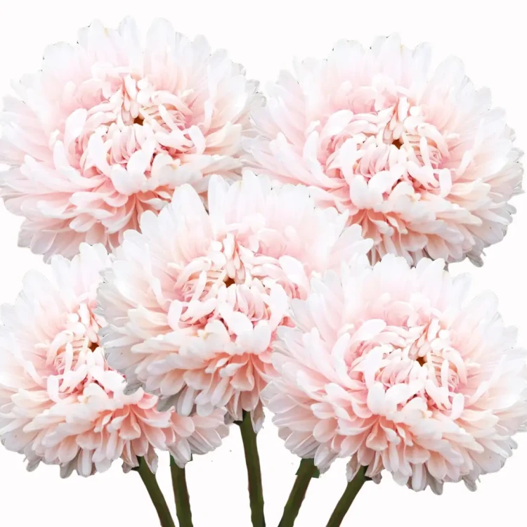 Aster chiński apricot