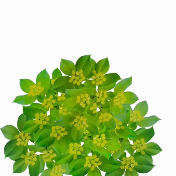 zielone kwiaty do bukietów