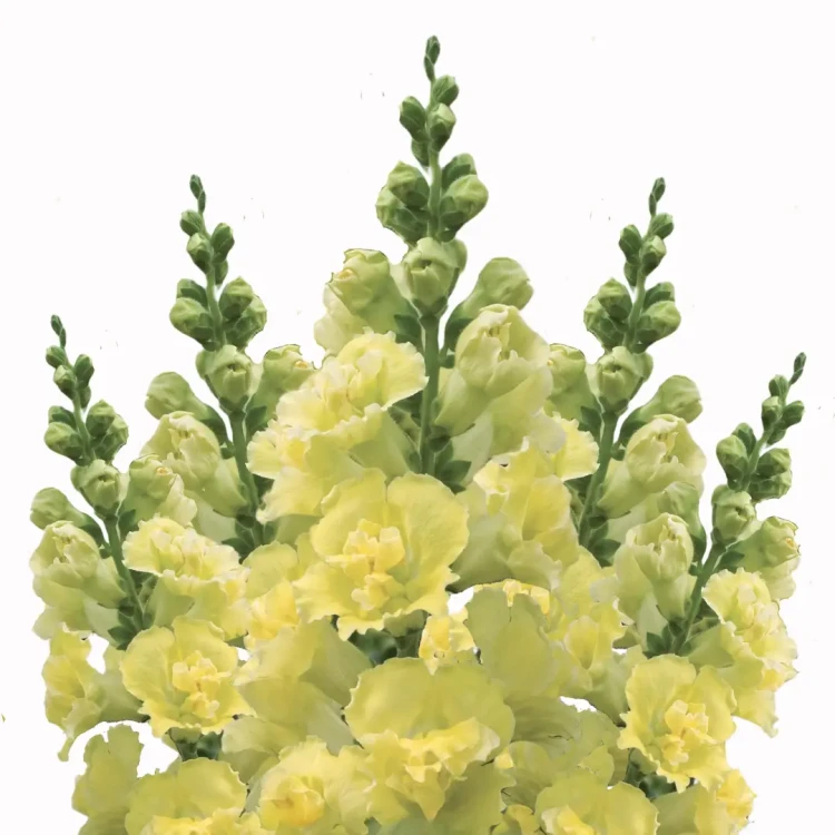 lwia paszcza madame - żółty kwiat hardy annuals