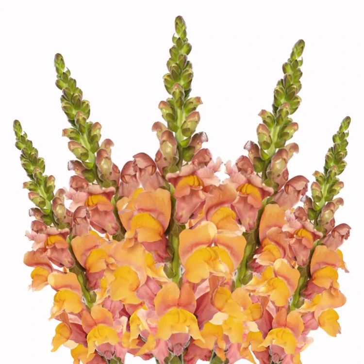 Wyżlin większy ciemny pomarańcz