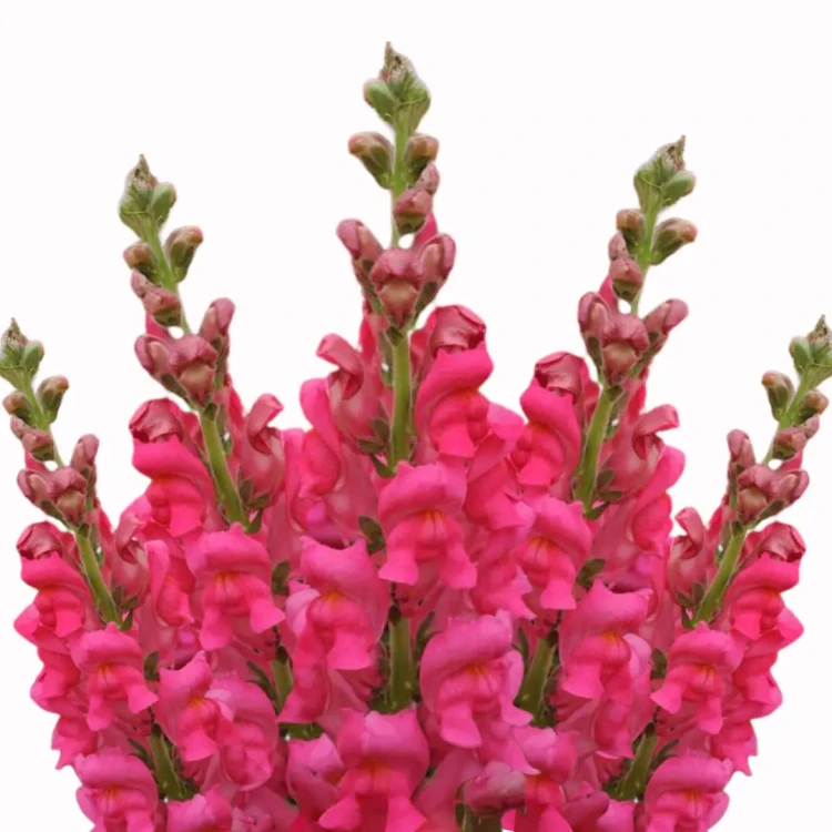 Lwia paszcza różowa hardy annuals