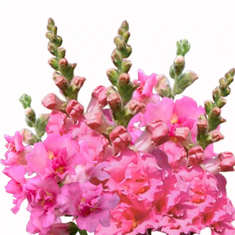 Lwia paszcza - Madame Butterfly Rose ( Wyżlin większy )