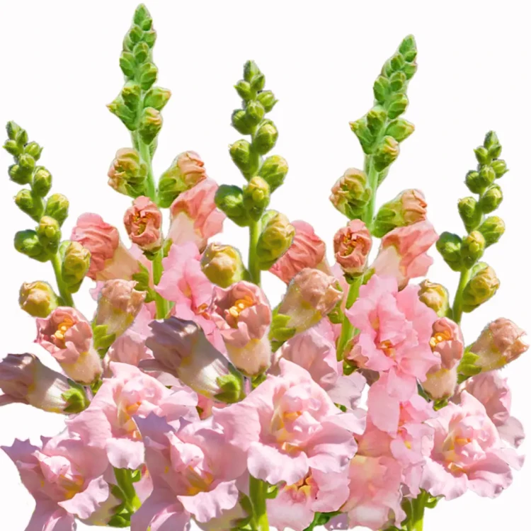 Lwia paszcza - Madame Butterfly Pink ( Wyżlin większy )