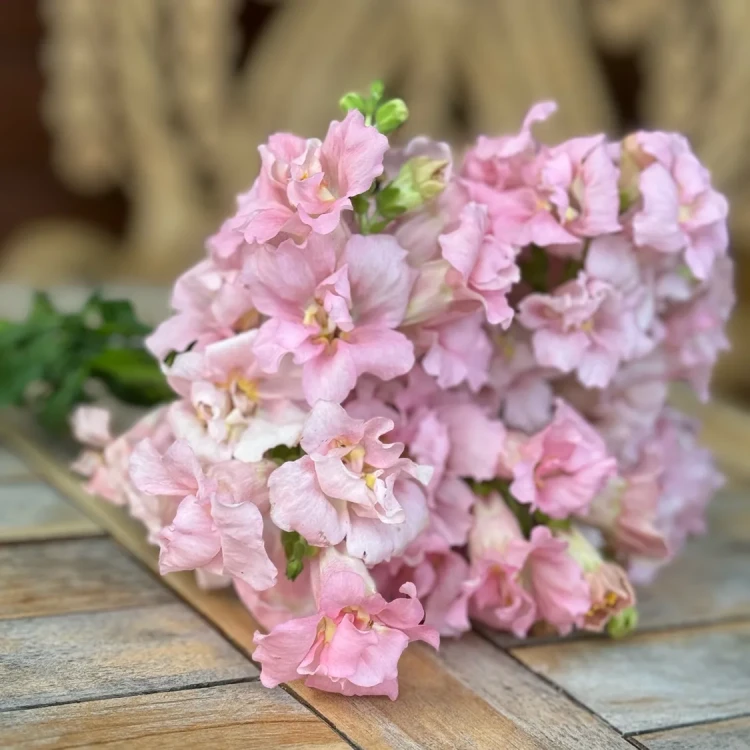 Lwie paszcze - Madame Butterfly Pink ( Wyżlin większy )