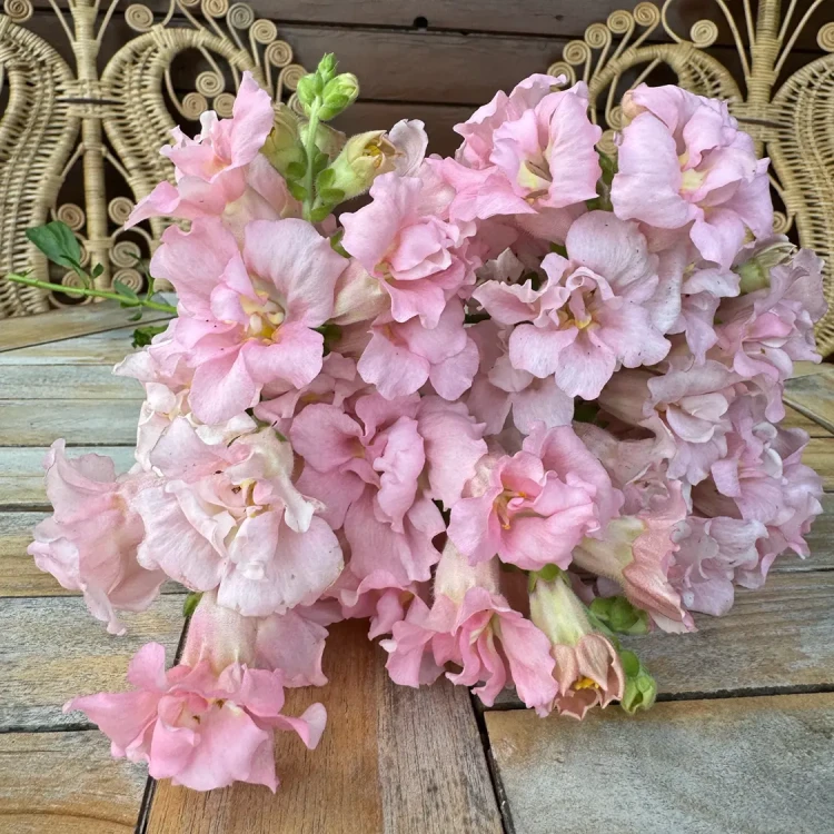 Lwie paszcze - Madame Butterfly Pink ( Wyżlin większy )