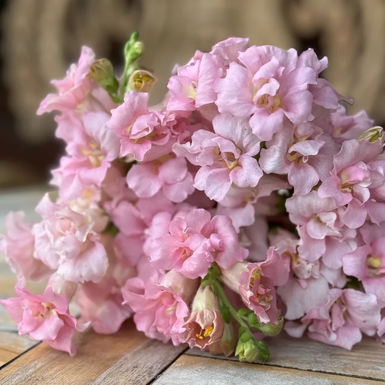 Lwie paszcze - Madame Butterfly Pink ( Wyżlin większy )