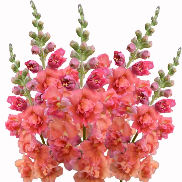 Lwia paszcza - Madame Butterfly Bronze nazywana również wyżlinem większym to roślina jednoroczna w kolorze różowo brzoskwiniowym.