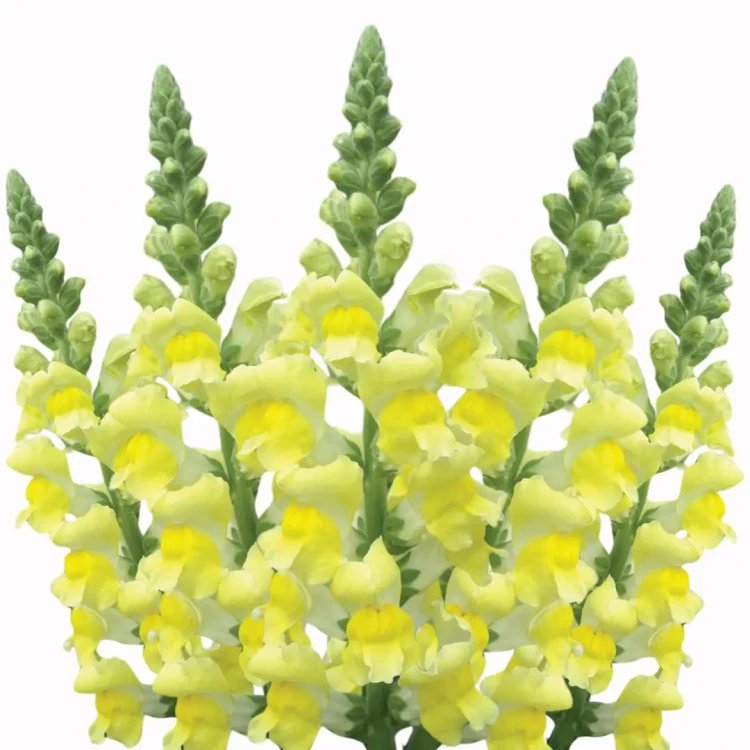 roślina hardy annuals.