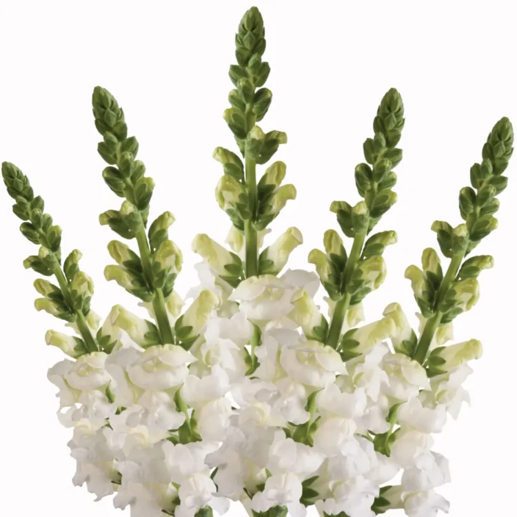 wyżlin większy early potomac white