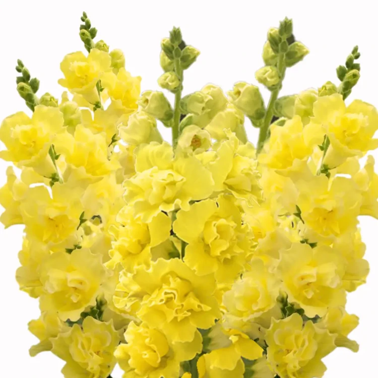 Lwia paszcza żółta, zółte lwie paszcze