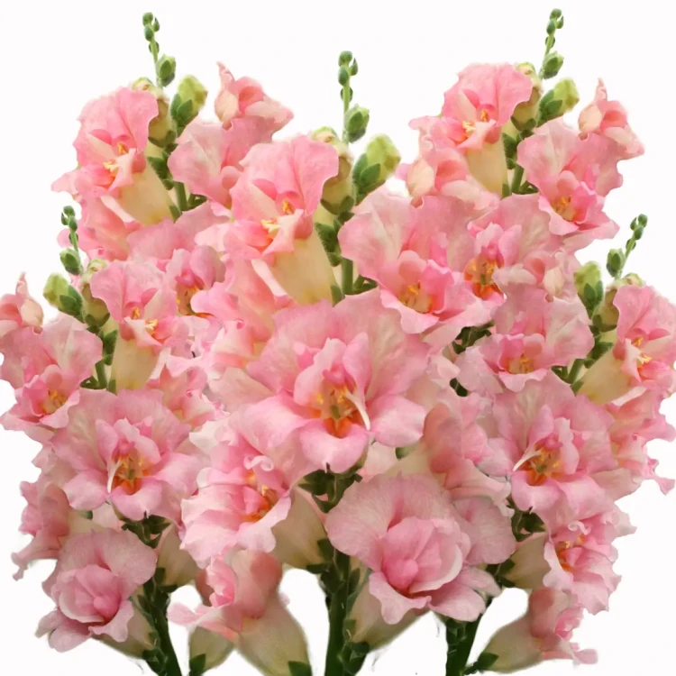 Lwia paszcza - Doubleshot Appleblossom ( Wyżlin Większy )