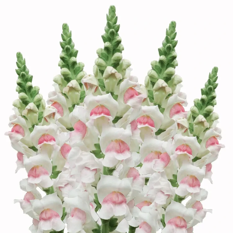 Lwia paszcza - Potomac Appleblossom ( Wyżlin większy )