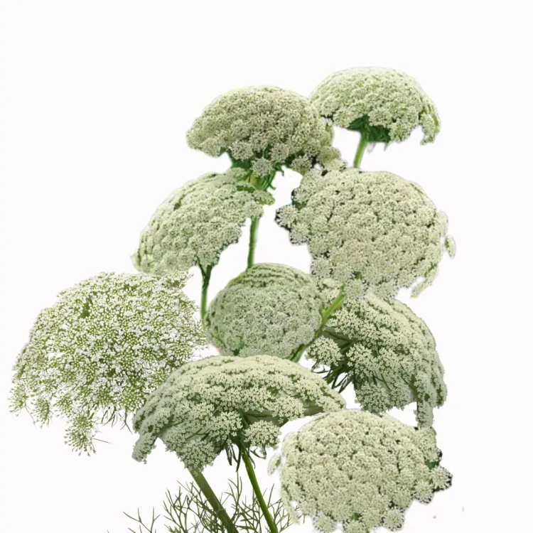 aminek kwiaty idealne do bukietów