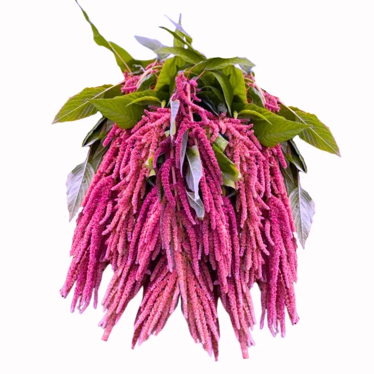 amarantus różowy nasiona