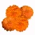 Cynia-Zahara™-Double-Bright-Orange.webp