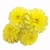 Cynia-Zahara™-Double-Yellow.webp