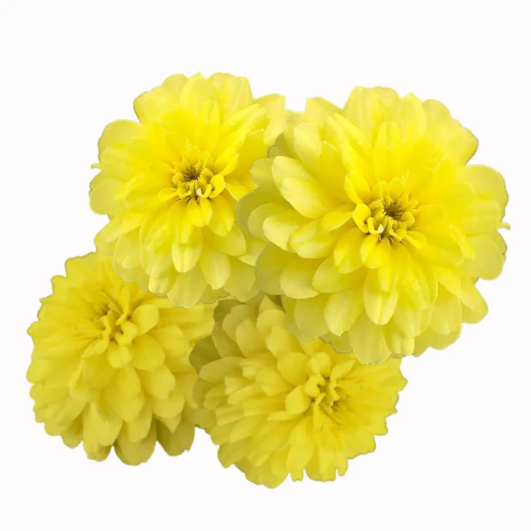 Cynia-Zahara™-Double-Yellow.webp