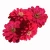 Cynia-Zahara™-Double-Cherry-.webp