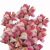 Lwia-paszcza-Snapshot™-Coral-Bicolor-Wyzlin-wiekszy.webp