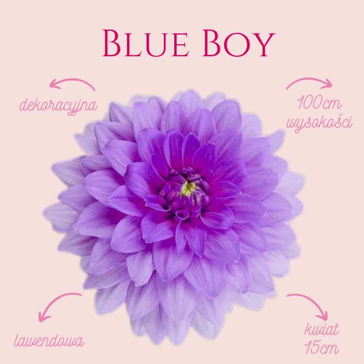 Blue Boy.png