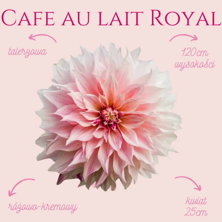 Cafe au Lait Royal.png