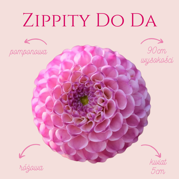 Zippity Do Da.png