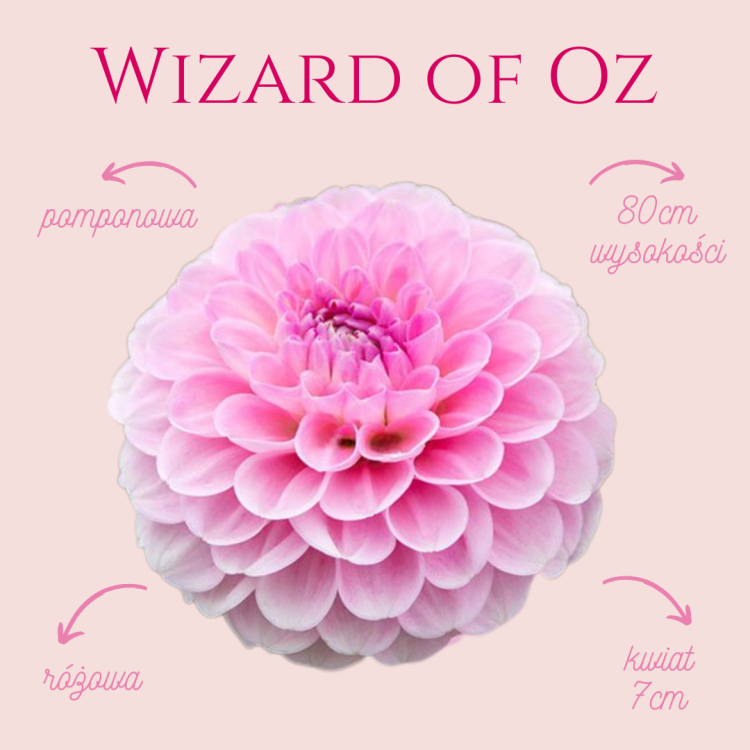 Wizard of Oz.png