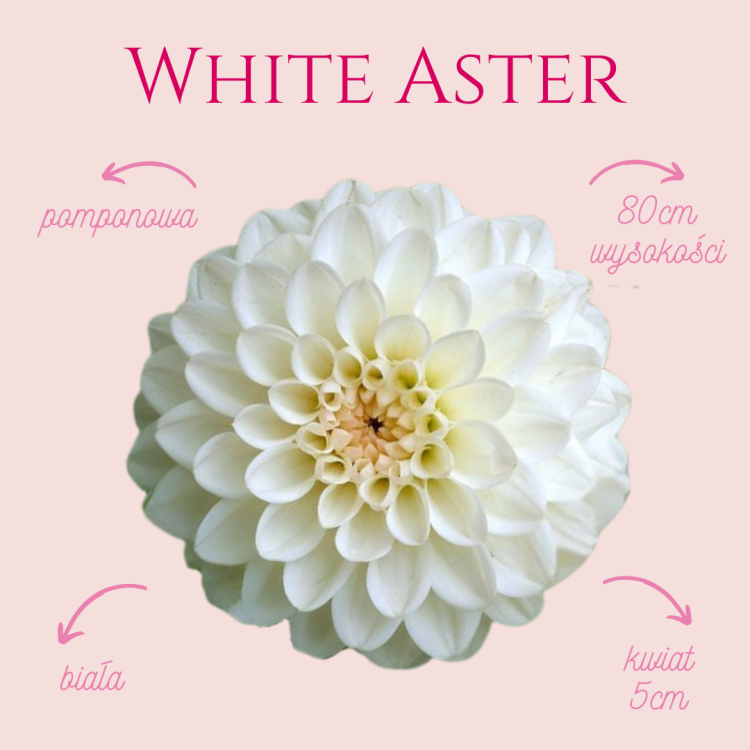 White Aster.png