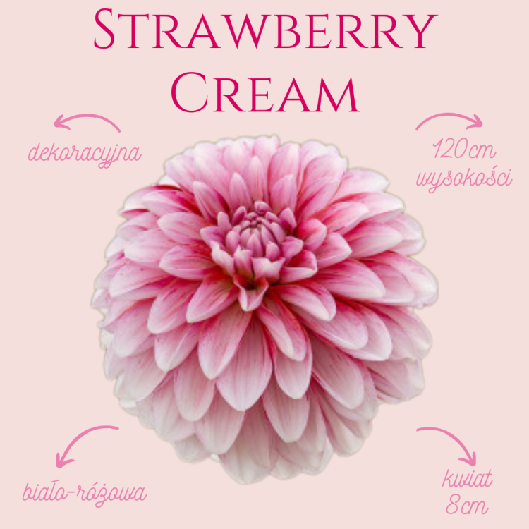 Strwaberry Cream