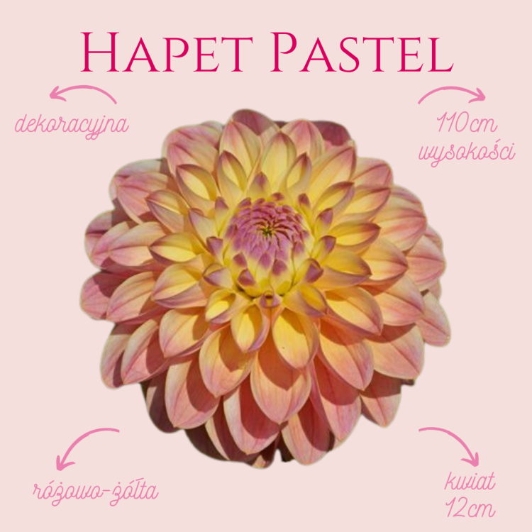 Hapet Pastel.png