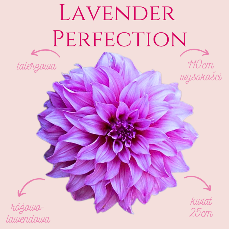 Lavender Perfection.png